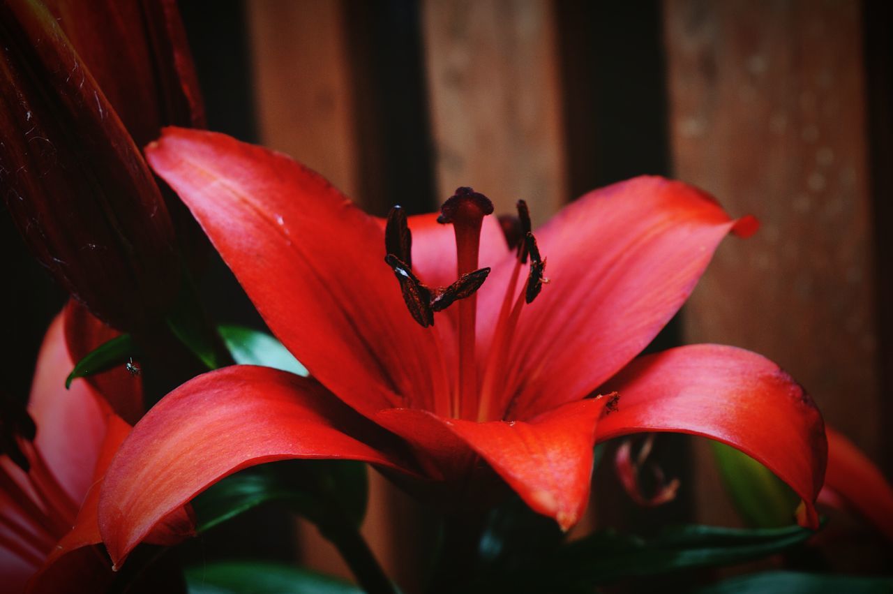 🌸 Charlene Gardner 🌸