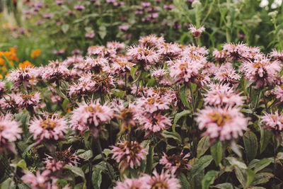 Close-up of pink flowers blooming at park