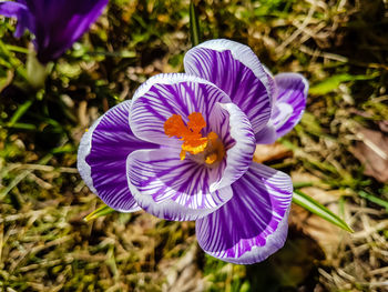 Close-up of purple crocus flower