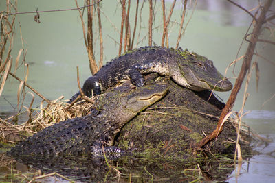 Two alligators sunning on rock