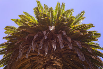 Low angle view of palm tree against sky