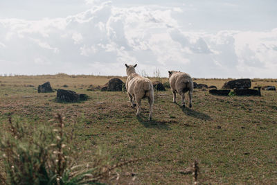 Horses in a field