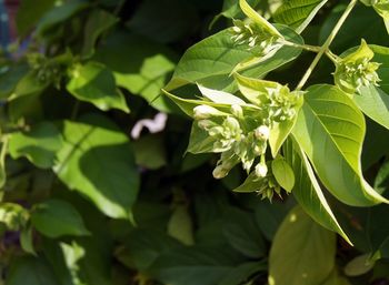 Close-up of green leaves on plant