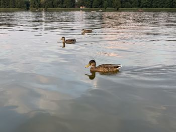 Ducks swimming in lake