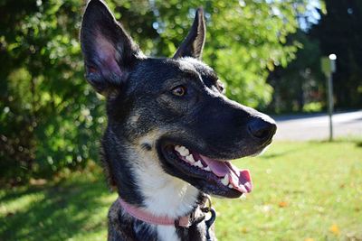 Close-up of dog