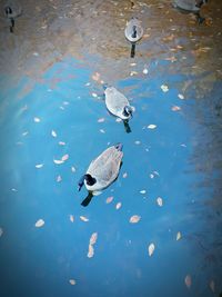 Bird in water