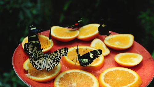 Close-up of butterflies on fruits in plate