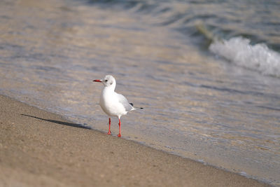 Seagull on beach