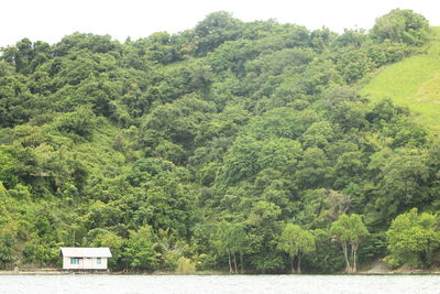 Scenic view of lake amidst trees in forest