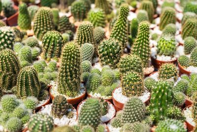 Beautiful cactus in flowerpot with sunlight for background and texture.