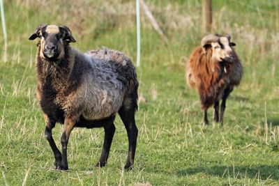 Sheep on grassy field