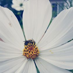 Close-up of bee pollinating on flower