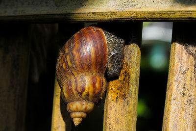 Close-up of snail on wood