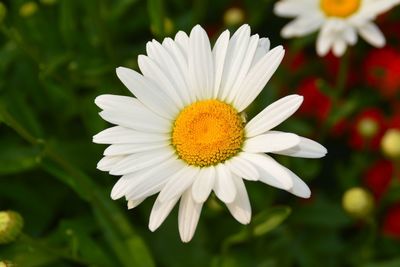 Close-up of white daisy blooming outdoors