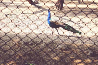 High angle view of peacock on cobblestone