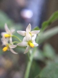 White flowers blooming on plant