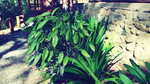 High angle view of plants growing outdoors