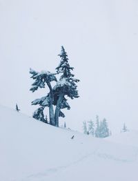 Trees on snow covered landscape