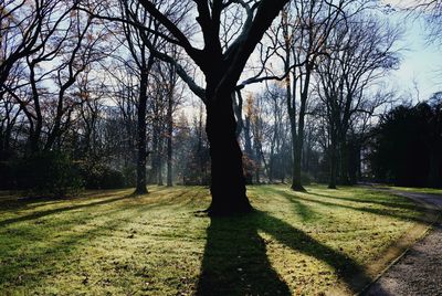 View of bare trees in park