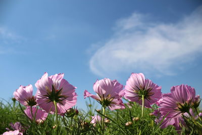 Close-up of pink flowering plants on field against sky