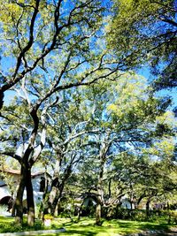 Trees against sky