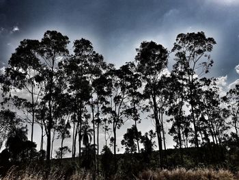 Low angle view of trees in forest against sky