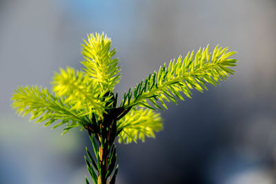 Close-up of fresh green plant against blurred background