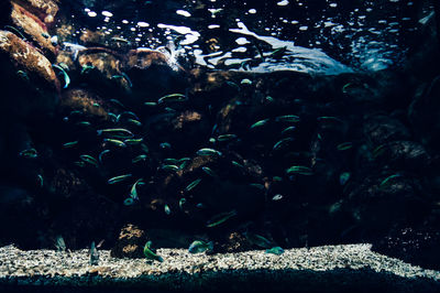 Close-up of fish swimming in tank at aquarium