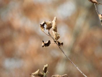 Close-up of wilted plant