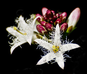 Close-up of flower over white background