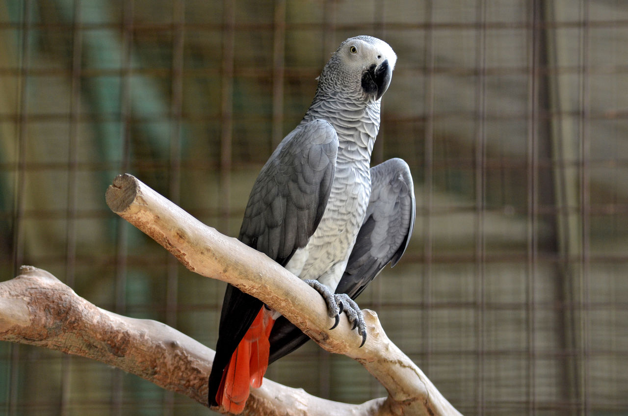 CLOSE-UP OF BIRD PERCHING ON TREE IN ZOO