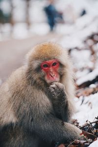 Monkey looking away in snow