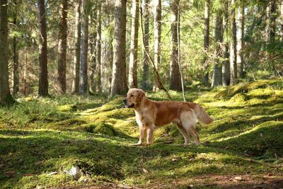 Side view of dog standing in forest