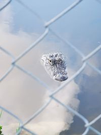 High angle view of leaf on chainlink fence