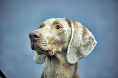 Close-up portrait of a dog