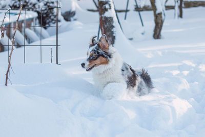 Colorful female of australian shepherd breeds enjoys her first winter fun. puppy and snow