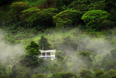 Built structure in forest