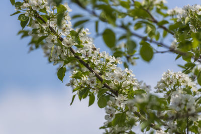 Low angle view of cherry blossoms in spring