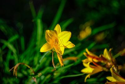 Close-up of yellow flowering plant