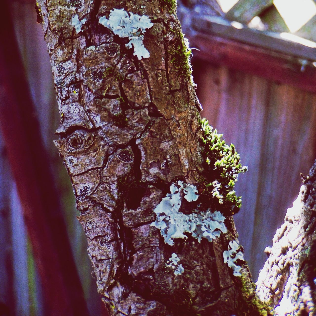 tree trunk, tree, textured, close-up, growth, nature, focus on foreground, branch, bark, wood - material, day, low angle view, outdoors, rough, no people, built structure, selective focus, tranquility, weathered, moss