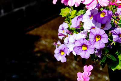 High angle view of pink flowering plant