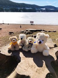 View of stuffed toy on beach