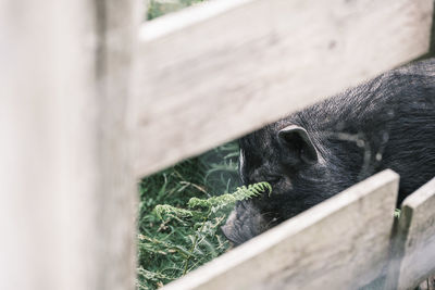 Black pig eating behind a fence