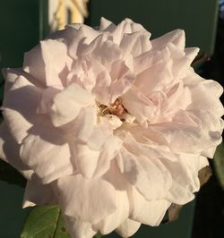 Close-up of white roses