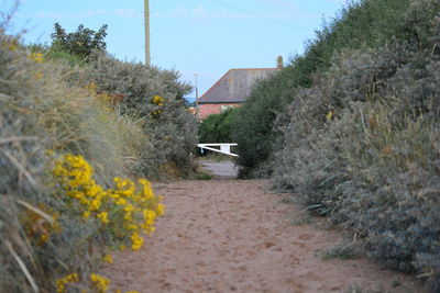 Flowers growing in front of house