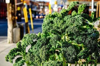 Close-up of vegetables