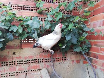 Birds perching on wall