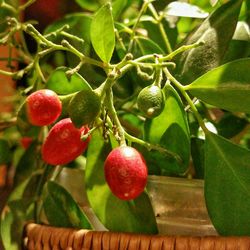 Close-up of cherries on tree