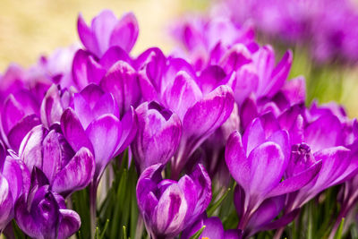 Close-up of purple crocus flowers