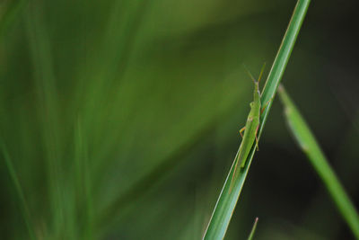 Close-up of snake on grass